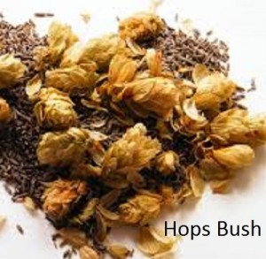 Hops Flower Bush. Humulus lupulus. Dried Herbal Tea.