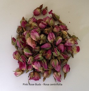 Pink Rose Buds - Rosa centrifolia. Dried Flowers.
